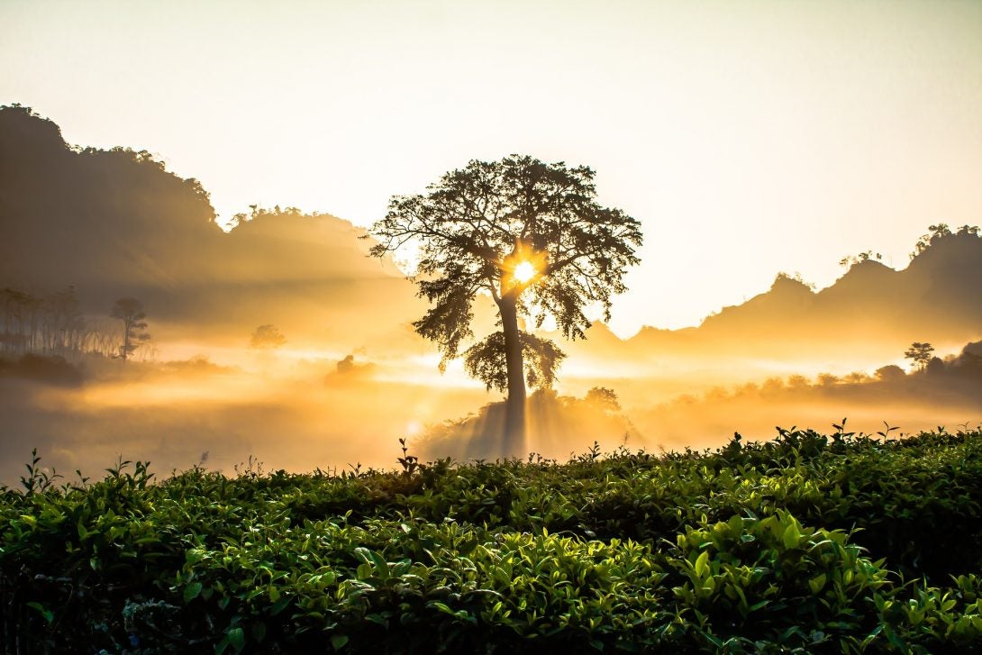 remediating soil polluted by Agent Orange in Vietnam